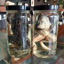 Frog Preserved Wet Specimen