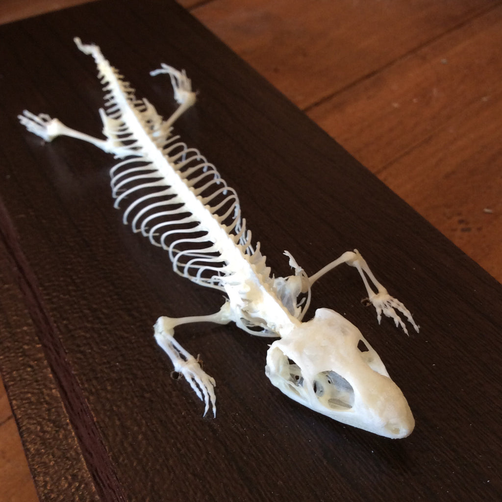 Small Lizard Skeleton Lizard Skull