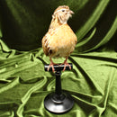 Coturnix Quail Mount