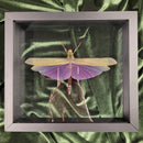 Grasshopper in Double Glass