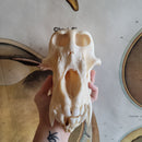 Chacma Baboon Skull ♂ GRADE B