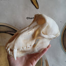 Chacma Baboon Skull ♂ GRADE B