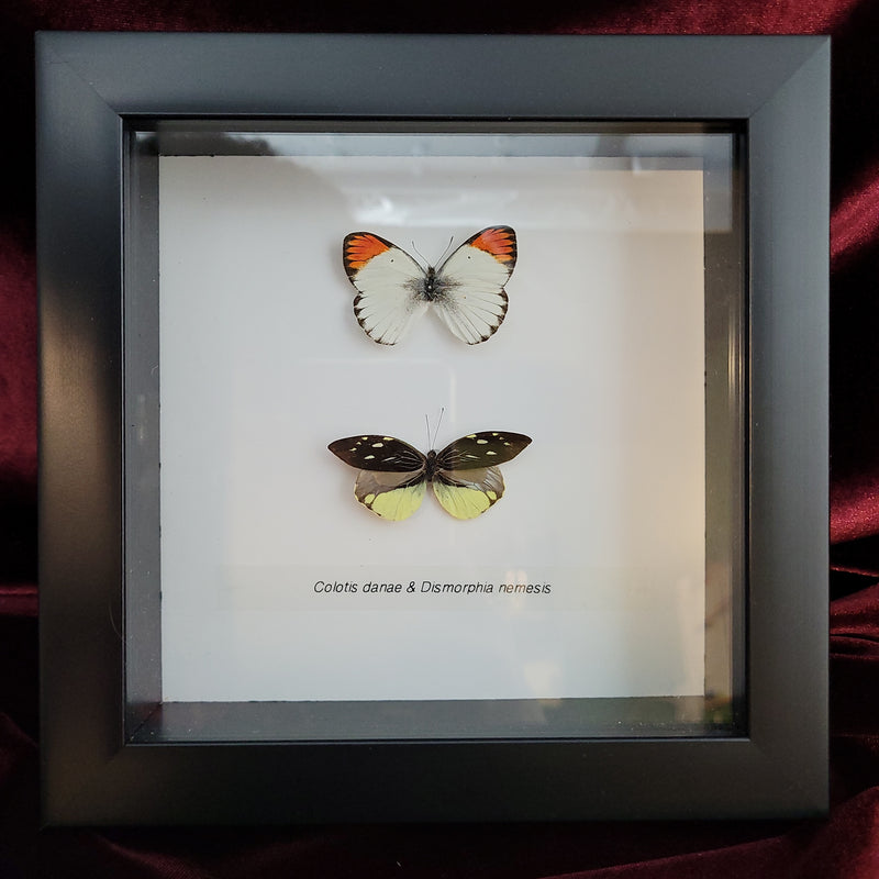 Two Assorted Butterflies in Frame