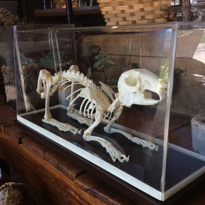 Articulated Rabbit Skeleton