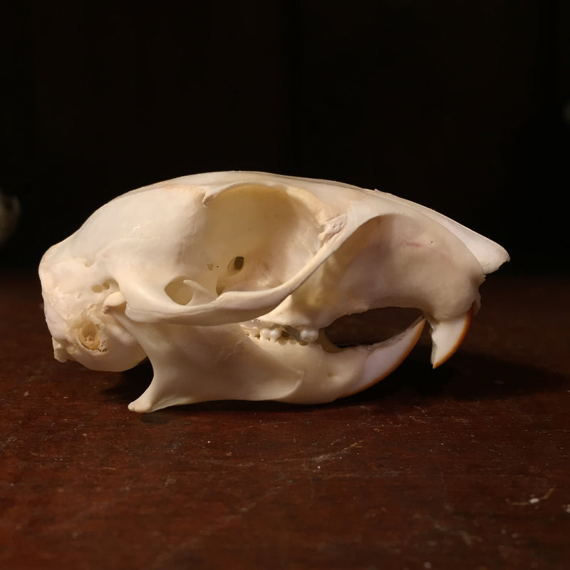 Squirrel Skull