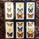 Riker Mounted Triple Butterfly