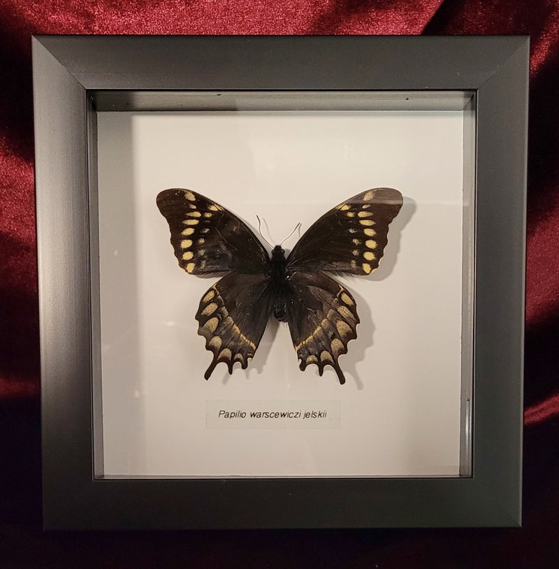 Papilio Warscewiczi Jelskii in Frame
