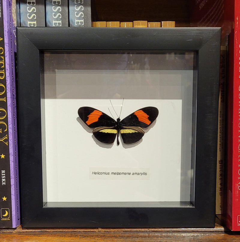 Postman Butterfly in Frame