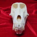 Chacma Baboon Skull ♂ GRADE B
