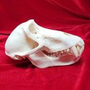 Chacma Baboon Skull ♂ GRADE B