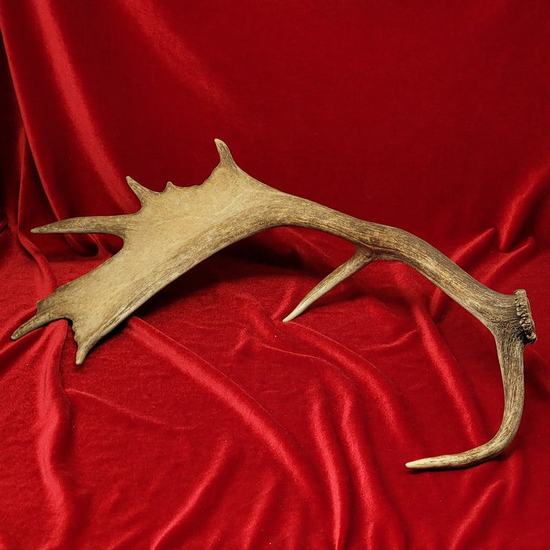 Fallow Deer Antler