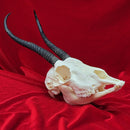 Female Springbok Skull