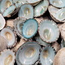Green Limpet Shell