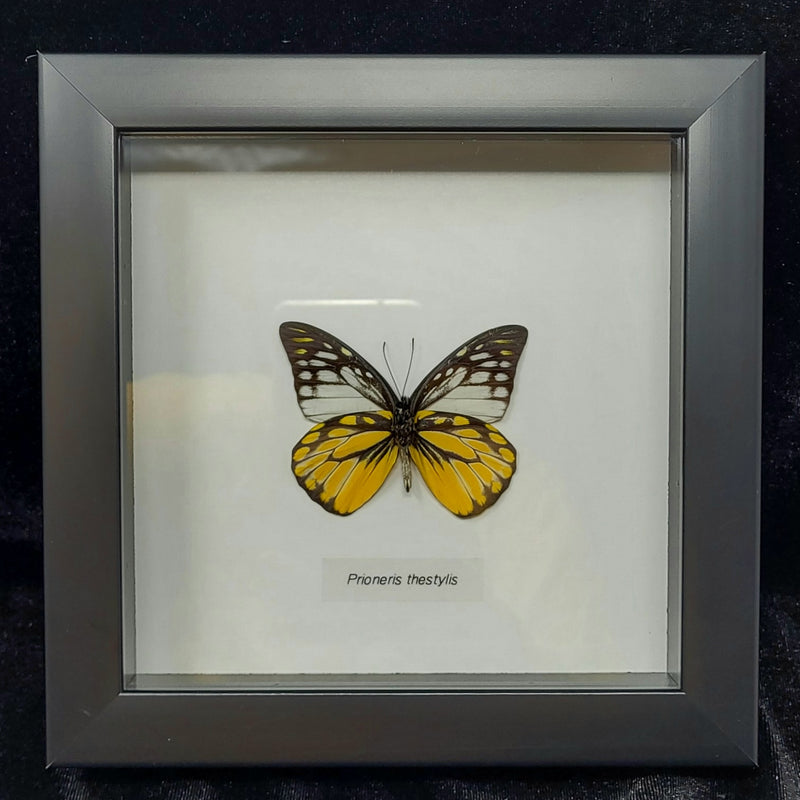 Spotted Sawtooth Butterfly in Frame