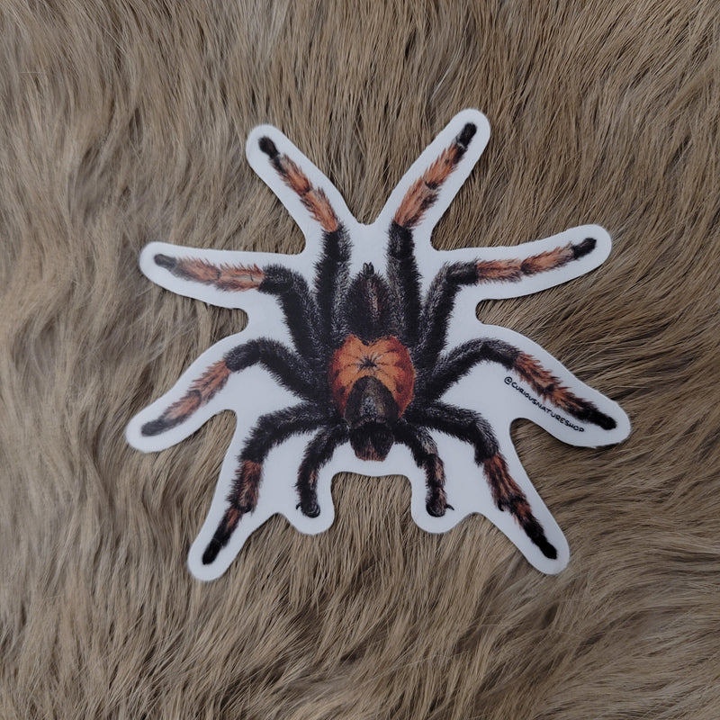 Tarantula Sticker