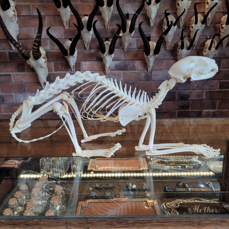 Posable Cat Skeleton