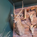 Waterbuck Shoulder Mount