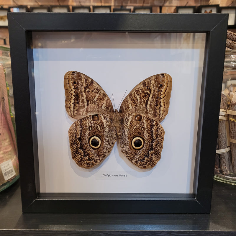 Brazilian Owl Butterfly in Frame