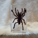 Medium Tarantula Paperweight
