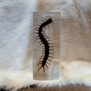 Small Centipede Paperweight