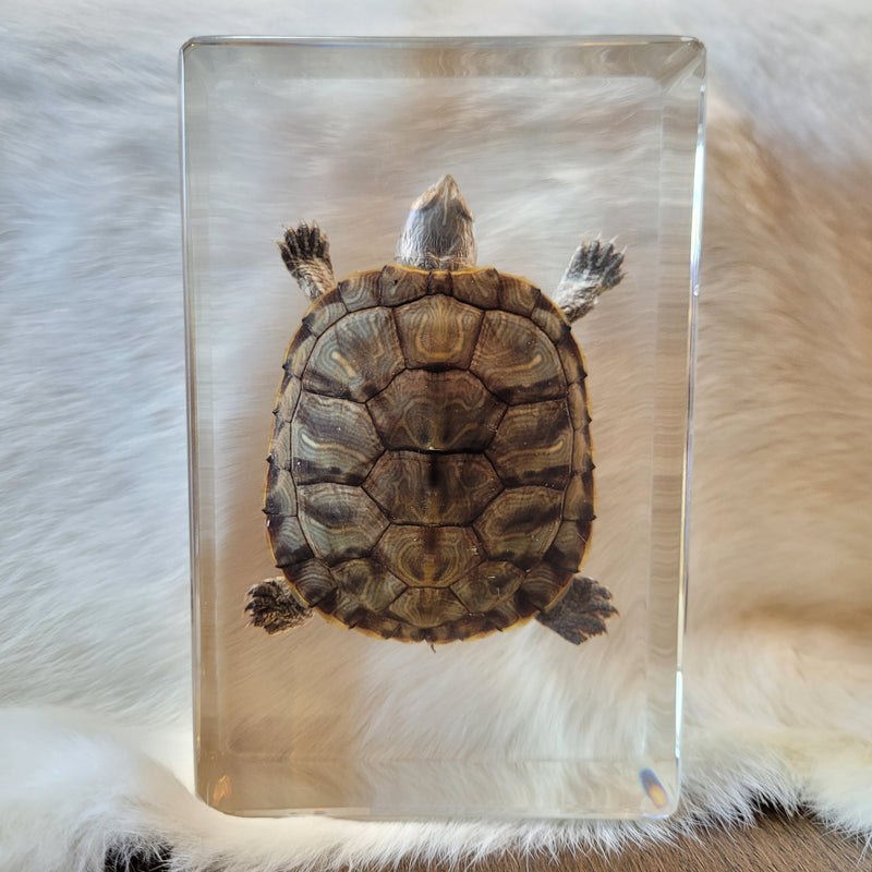 Large Turtle Paperweight