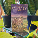 Erotic Fantasy Tarot