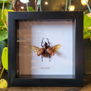 Clubbed Golofa Beetle in Frame