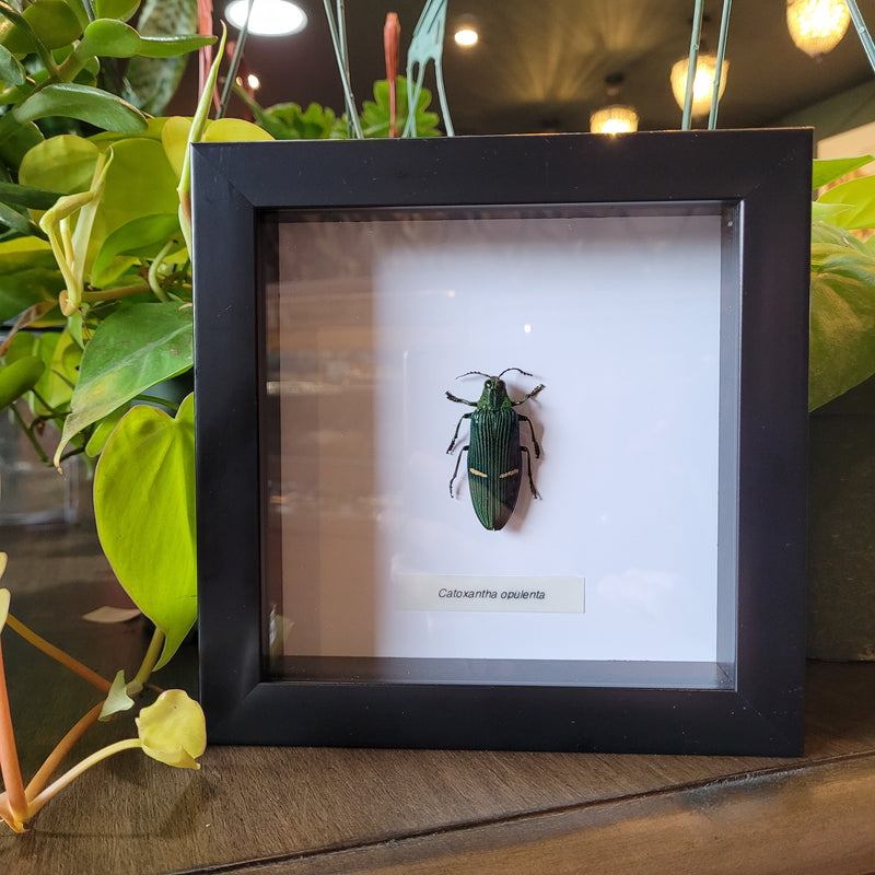 Opulent Jewel Beetle in Frame