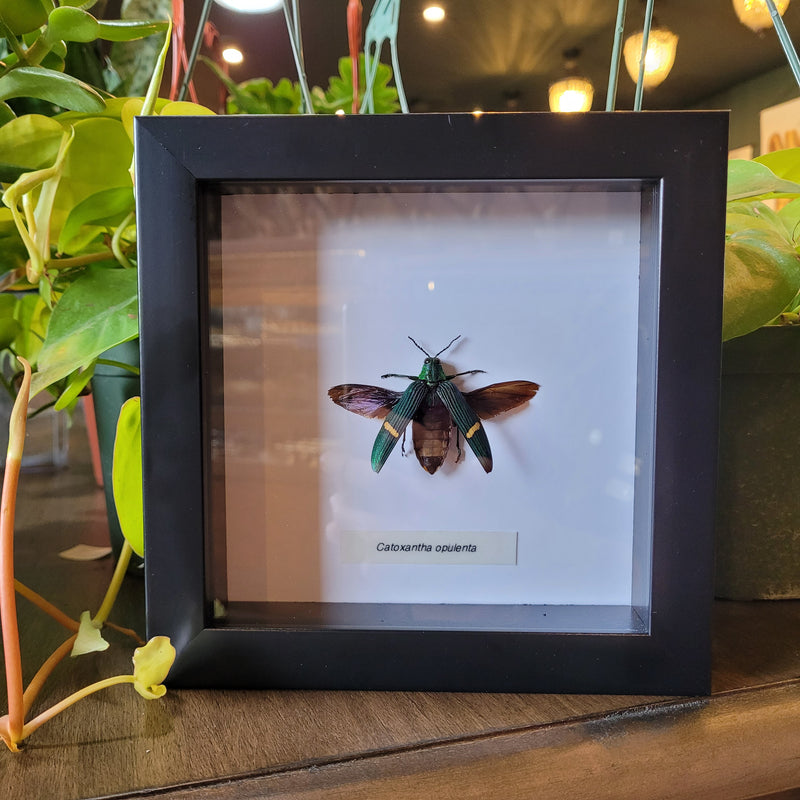 Opulent Jewel Beetle in Frame
