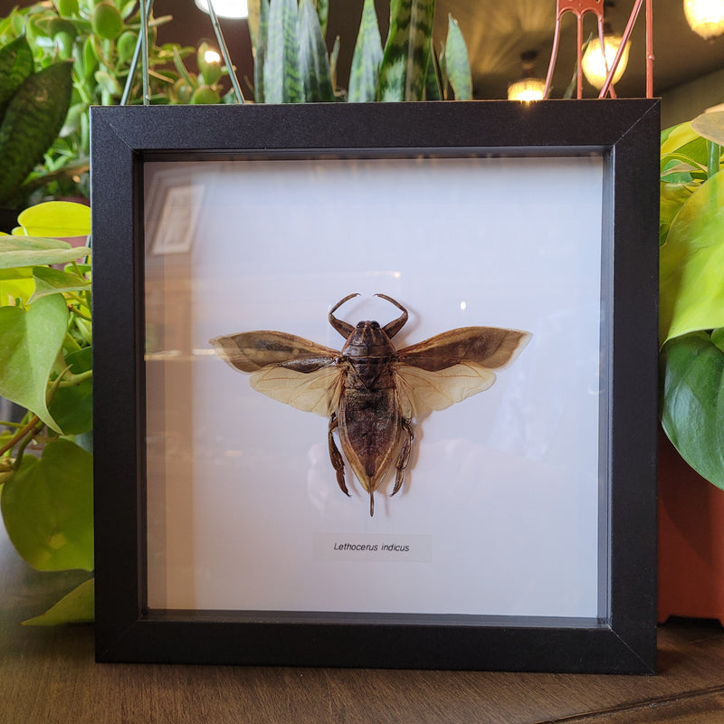 Giant Water Bug in Frame