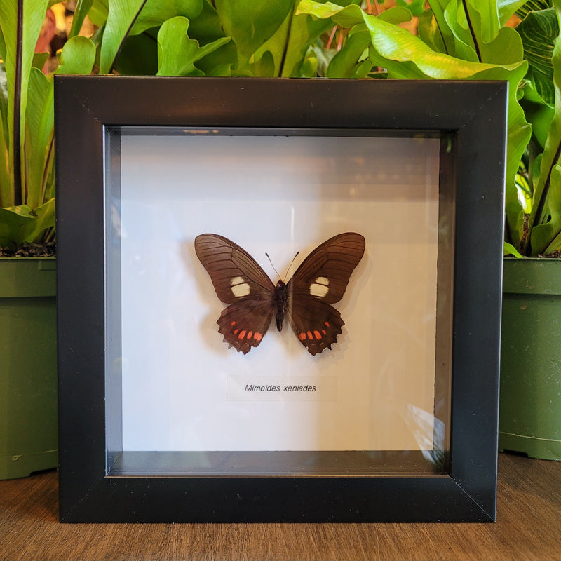 Mimoides Butterfly in Frame
