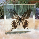 Butterfly (Five-Bar Swordtail) Paperweight - Curious Nature