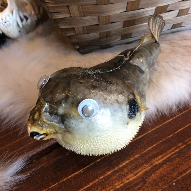 Taxidermy Parrot Fish
