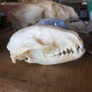 Raccoon Skull