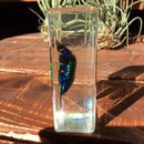 Medium Green Chafer Beetle Paperweight