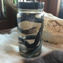 Garter Snake Wet Specimen