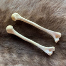 Human Humerus Bone