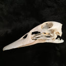 Domestic Duck Skull - Curious Nature