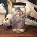 Sheep Heart Wet Specimen