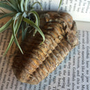 Flexicalymene Trilobite - Curious Nature