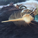 Murex Pectin Venus Comb