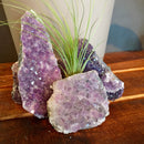 Amethyst Druze - Curious Nature