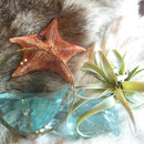 Bat Starfish - Curious Nature