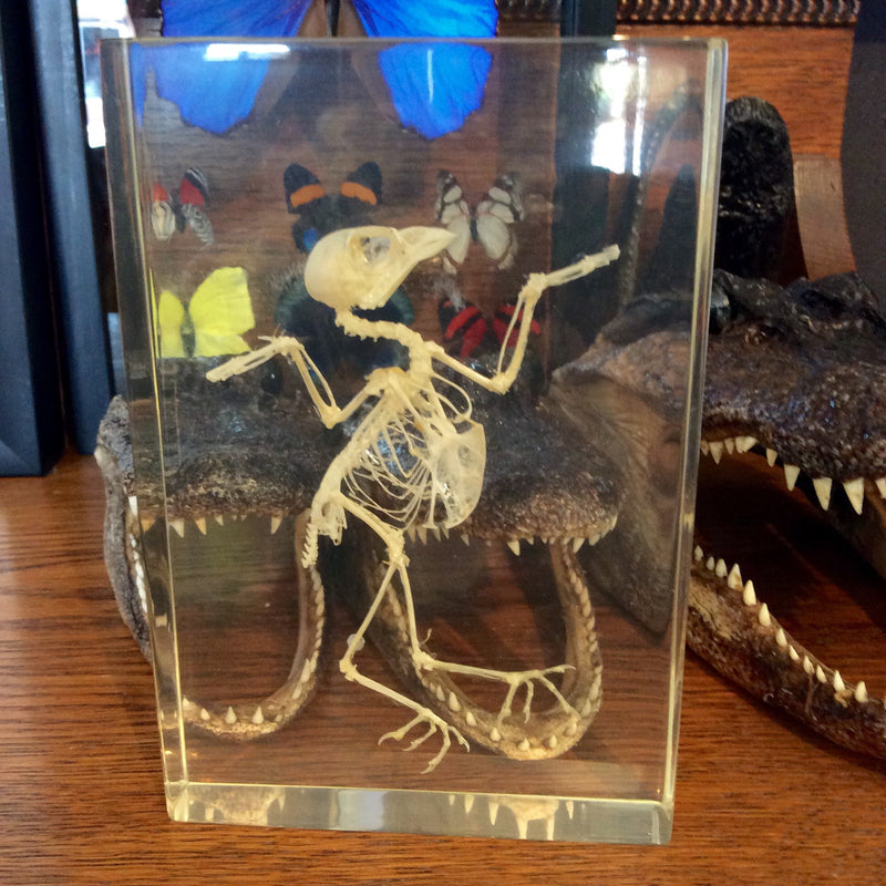 Bird Skeleton Paperweight - Curious Nature