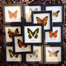 Riker Mounted Single Butterfly