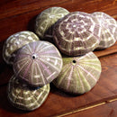 Alfonso Sea Urchin - Curious Nature