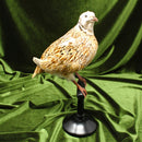 Coturnix Quail Mount