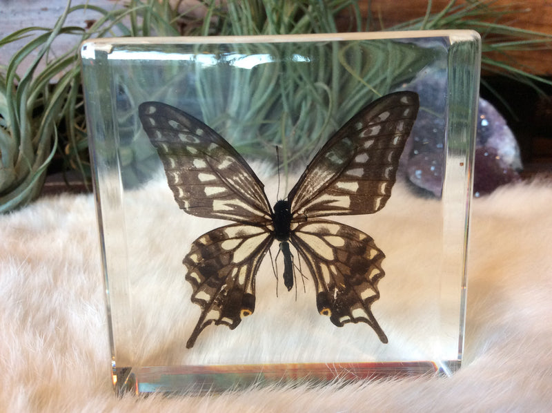 Butterfly (Five-Bar Swordtail) Paperweight - Curious Nature