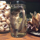 Shark Pup Wet Specimen