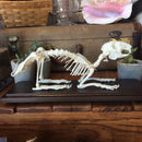 Articulated Rabbit Skeleton - Curious Nature